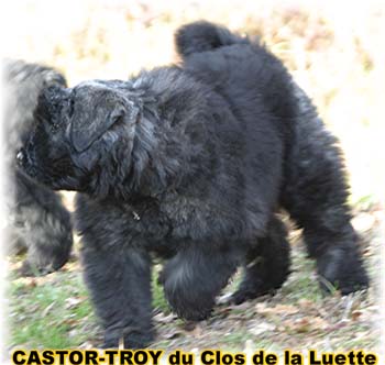 Elevage du CLOS DE LA LUETTE - COPYRIGHT DEPOSE